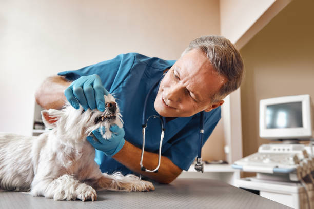 Best Tooth Infection Emergency Dentist  in Genoa, OH